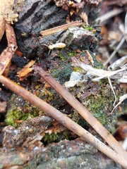 Reticulitermes flavipes