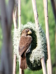 Amblyospiza albifrons