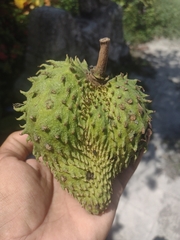 Annona muricata