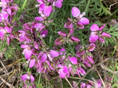Polygala ericifolia