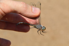 Zygonyx natalensis