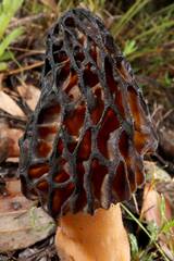 Morchella australiana