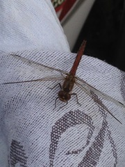 Sympetrum vulgatum