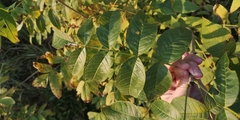 Fraxinus nigra