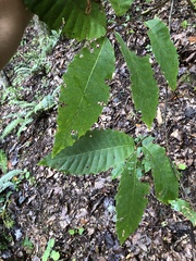 Castanea dentata