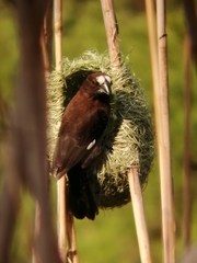 Amblyospiza albifrons