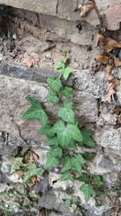 Hedera helix