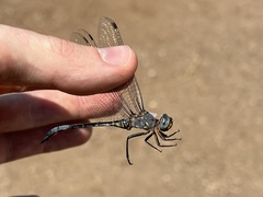 Zygonyx natalensis