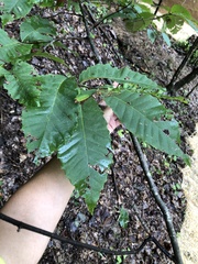 Castanea dentata