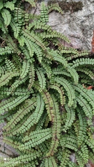 Asplenium trichomanes