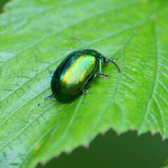 Chrysolina herbacea