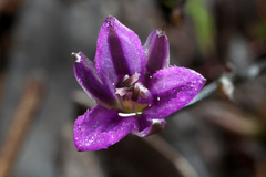 Thysanotus patersonii
