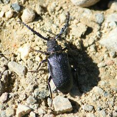 Prionus coriarius