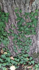 Hedera helix