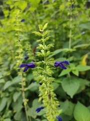 Salvia mexicana