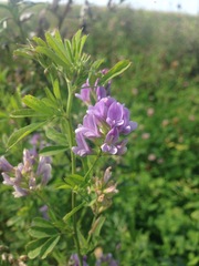 Medicago sativa