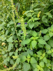 Salvia mexicana