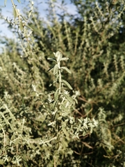 Buddleja scordioides