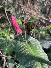 Bistorta amplexicaulis