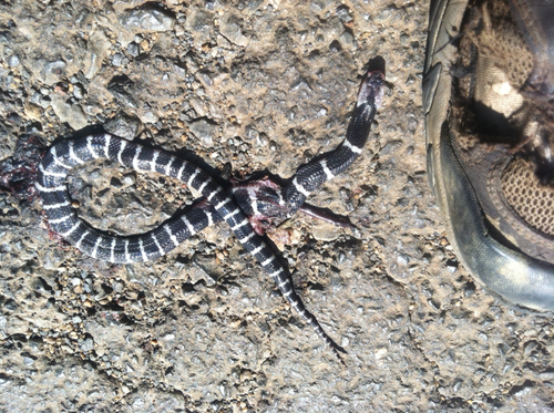 Many-banded Krait