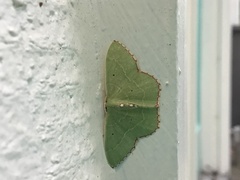 Nemoria lixaria