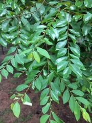 Bridelia tomentosa