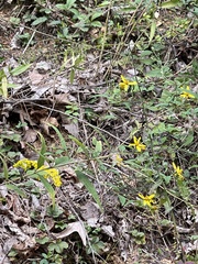 Helianthus microcephalus