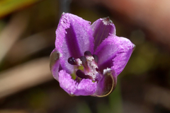 Thysanotus patersonii