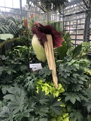 Amorphophallus titanum