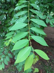 Bridelia tomentosa