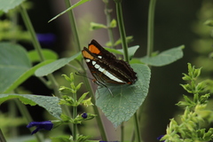 Adelpha