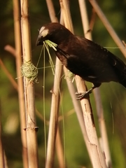Amblyospiza albifrons
