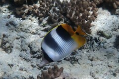 Chaetodon ulietensis