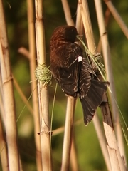 Amblyospiza albifrons
