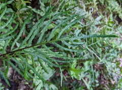 Woodwardia areolata