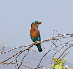 Coracias benghalensis
