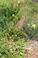 Xyris platylepis
