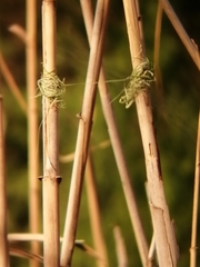 Amblyospiza albifrons