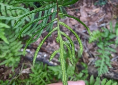 Woodwardia areolata