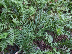 Woodwardia areolata