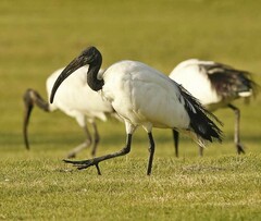 Threskiornis aethiopicus