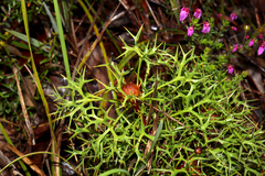 Isopogon ceratophyllus