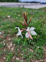 Oenothera lindheimeri
