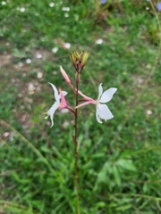Oenothera lindheimeri