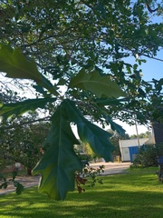 Quercus × comptoniae