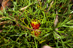 Isopogon ceratophyllus
