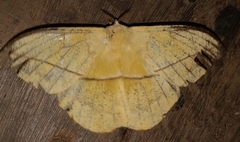 Lonomia