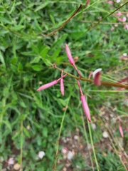 Oenothera lindheimeri