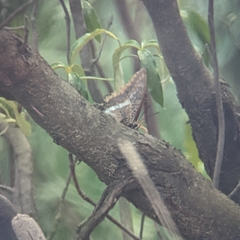 Charaxes jasius