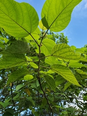Moraceae